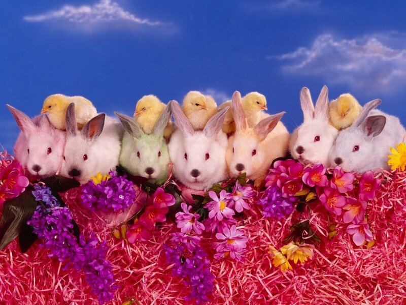 bunnies and chicks with flowers