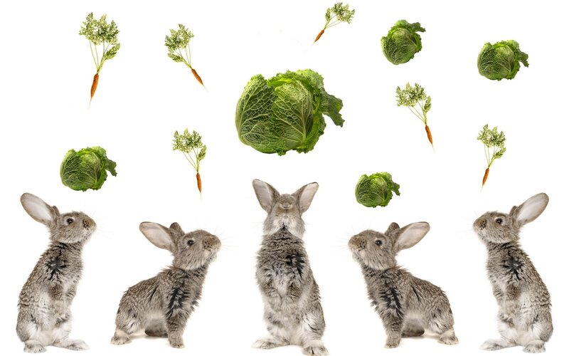 bunnies and vegetables