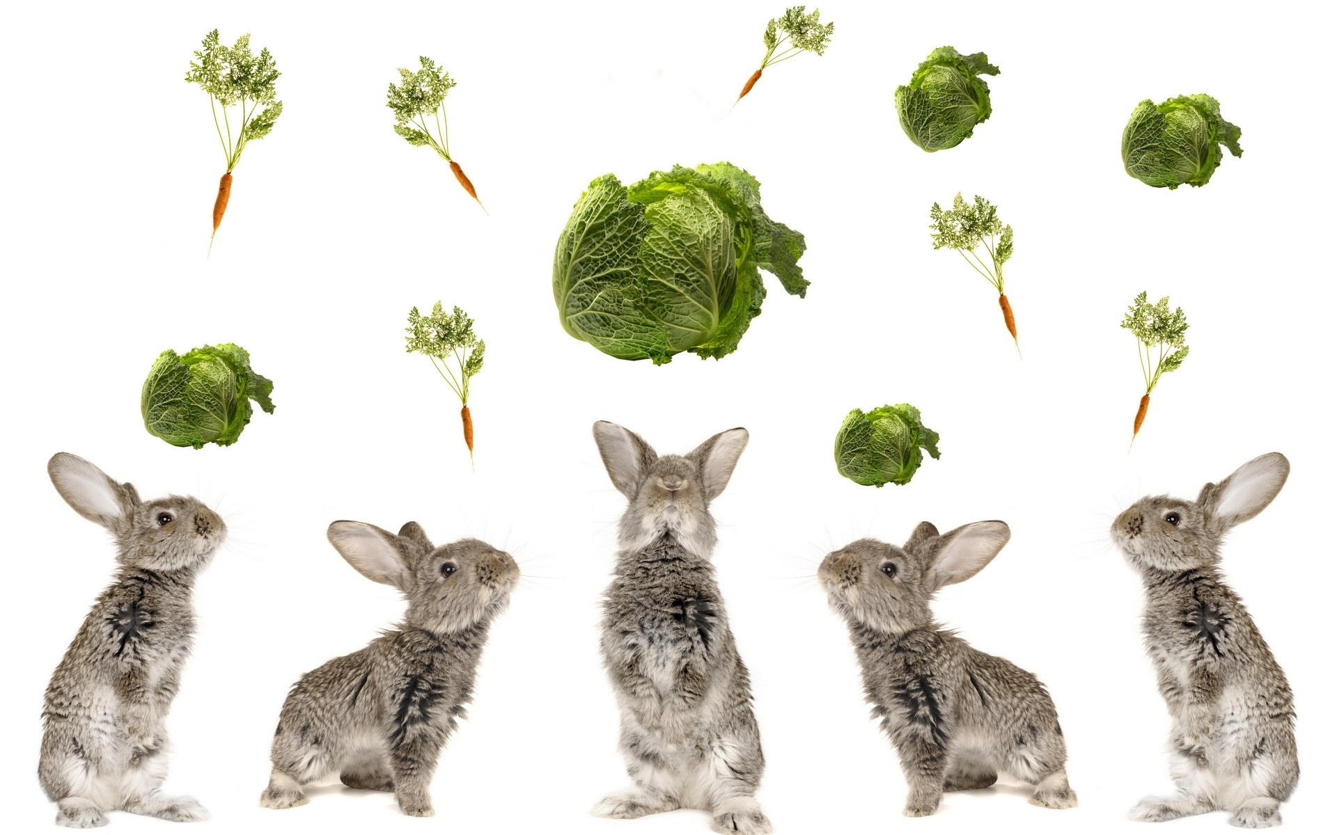 bunnies and vegetables