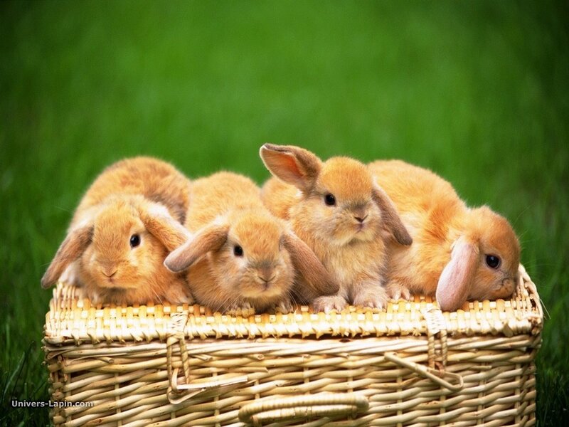 bunnies in a basket