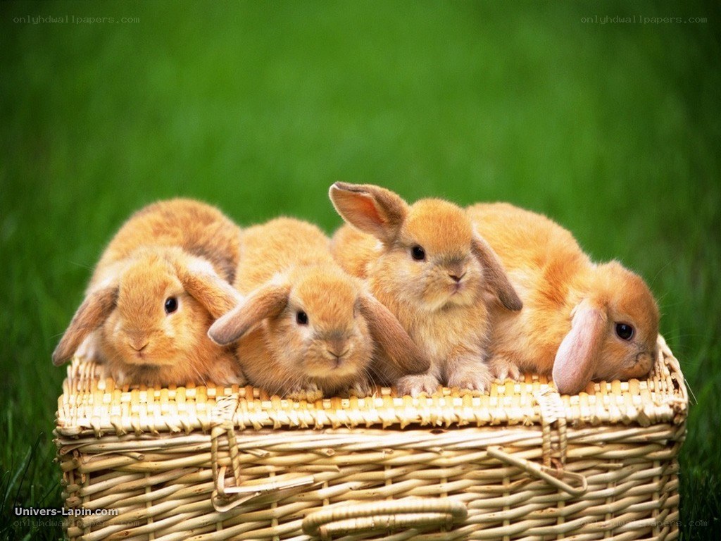 bunnies in a basket