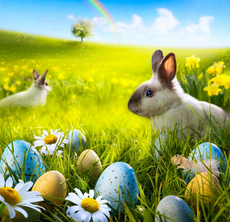 Bunnies in a Field — Green, Serene
