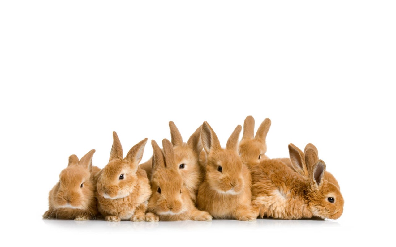 bunnies in a row