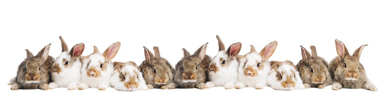 bunnies in a row