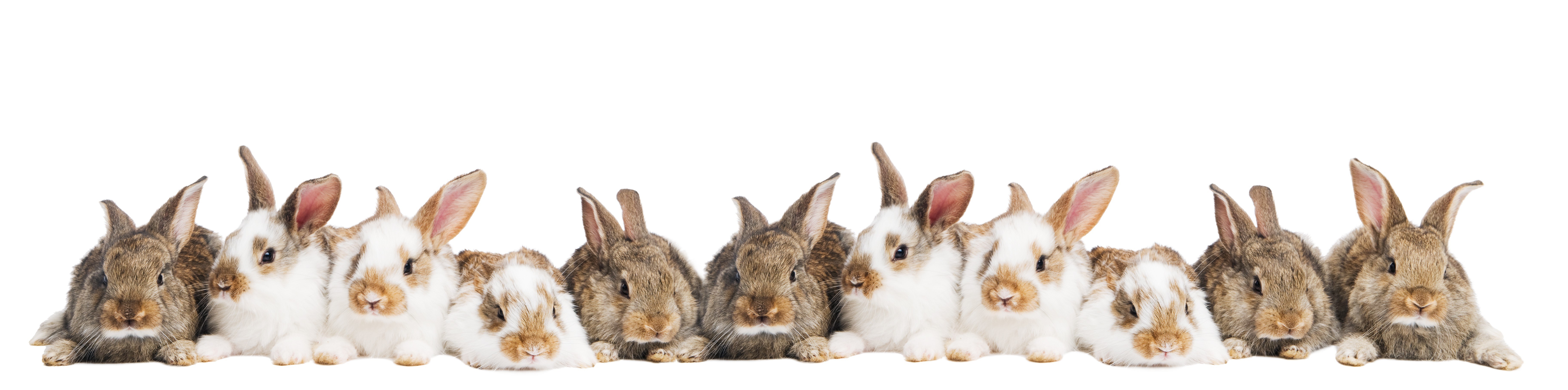 bunnies in a row
