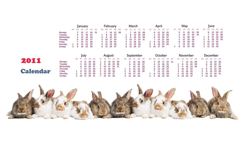 Bunnies in a Row — White