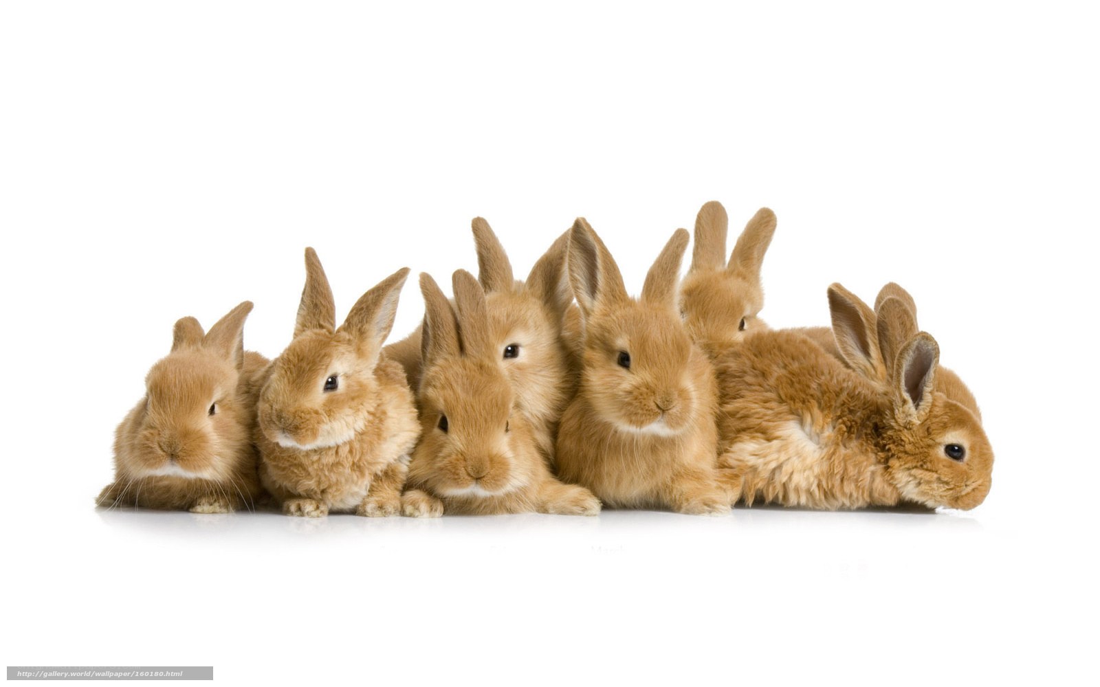 bunnies in a row