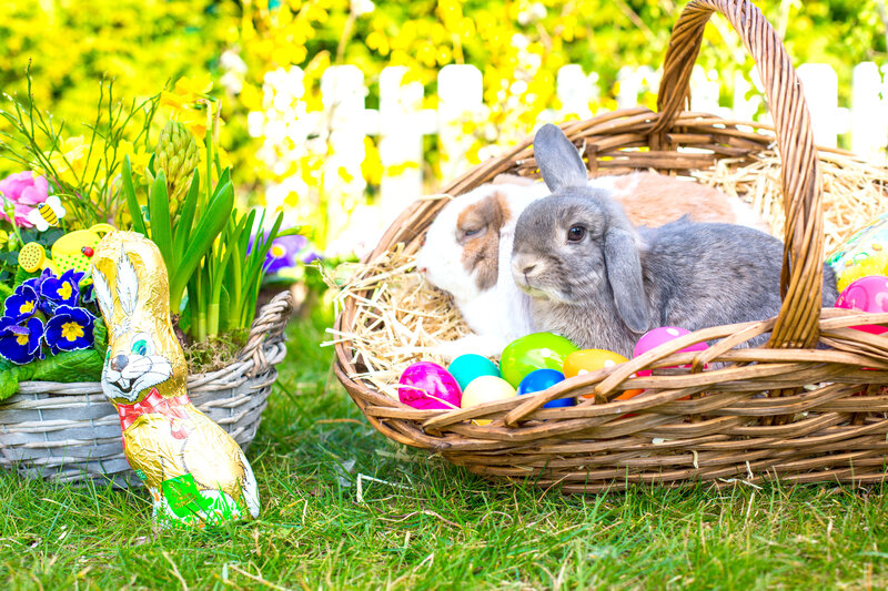 Bunnies in Basket — Green, Festive