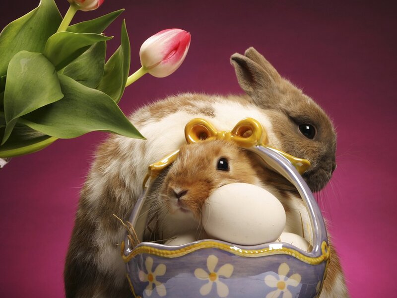 Bunnies in Basket