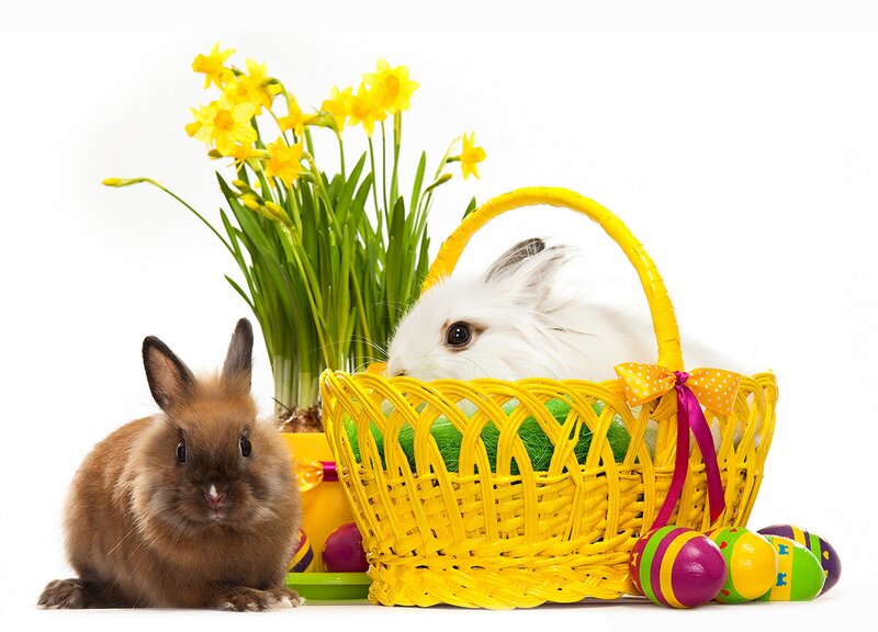 Bunnies in Basket — Yellow