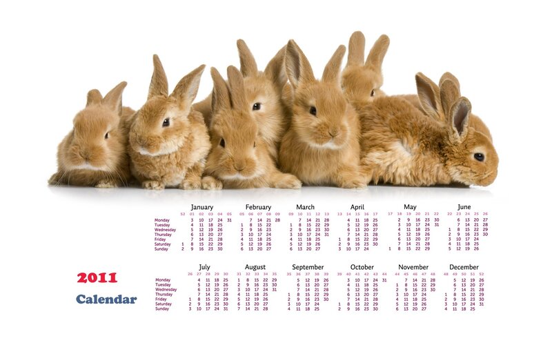 Bunnies in Calendar