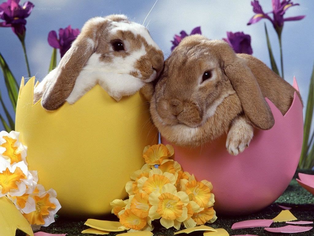 bunnies in colorful eggs