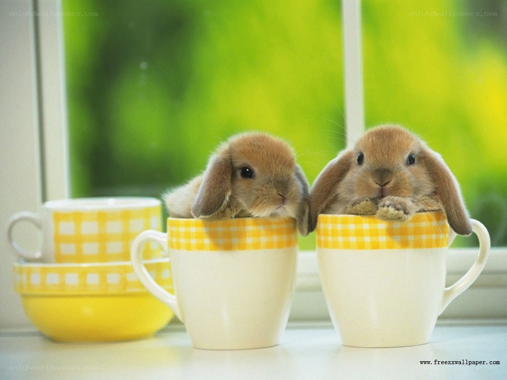 bunnies in cups