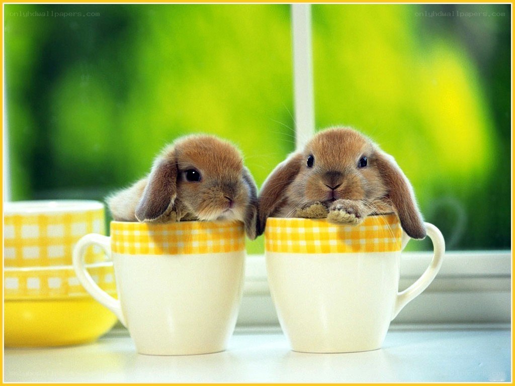 bunnies in cups
