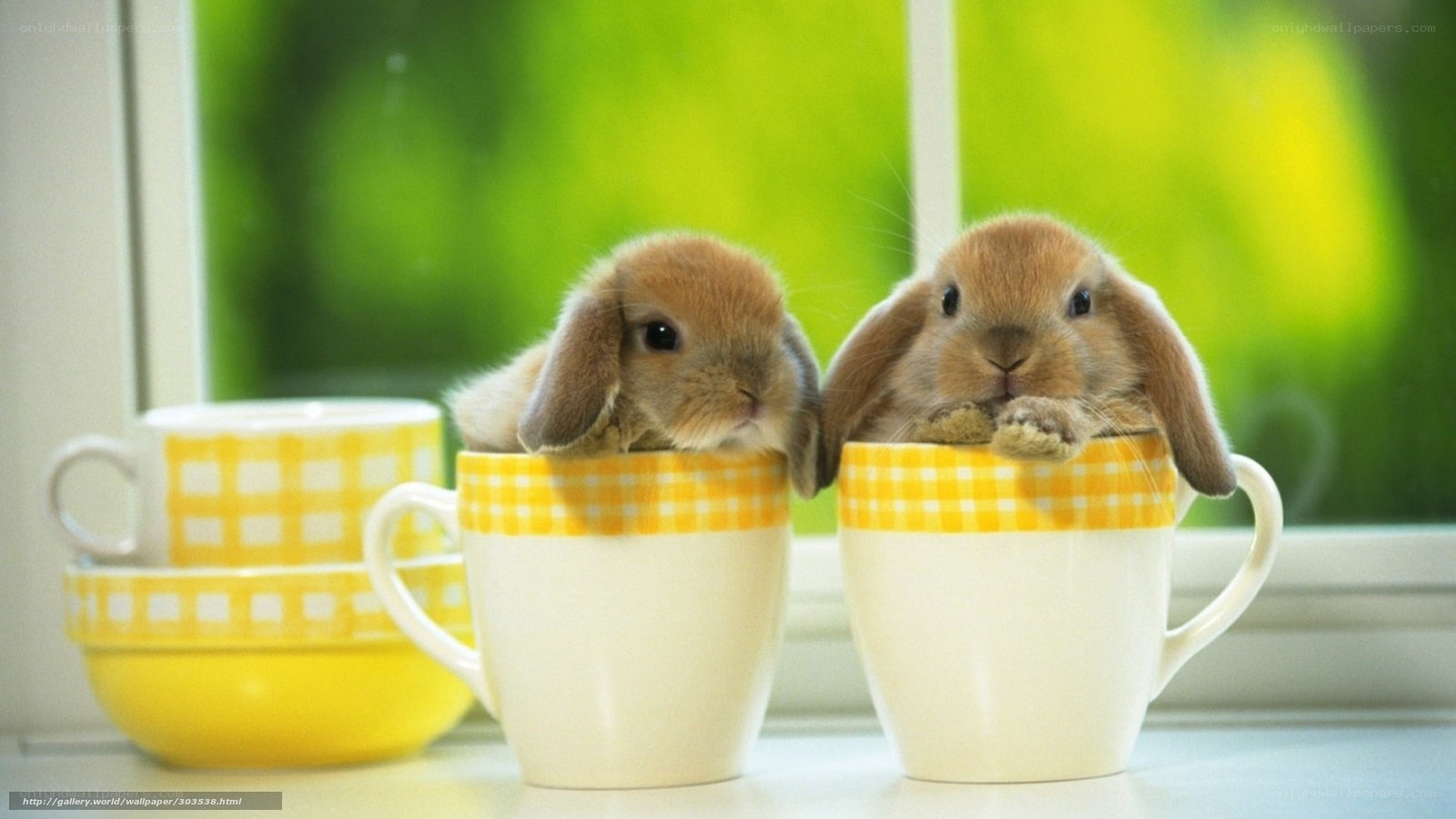 bunnies in cups