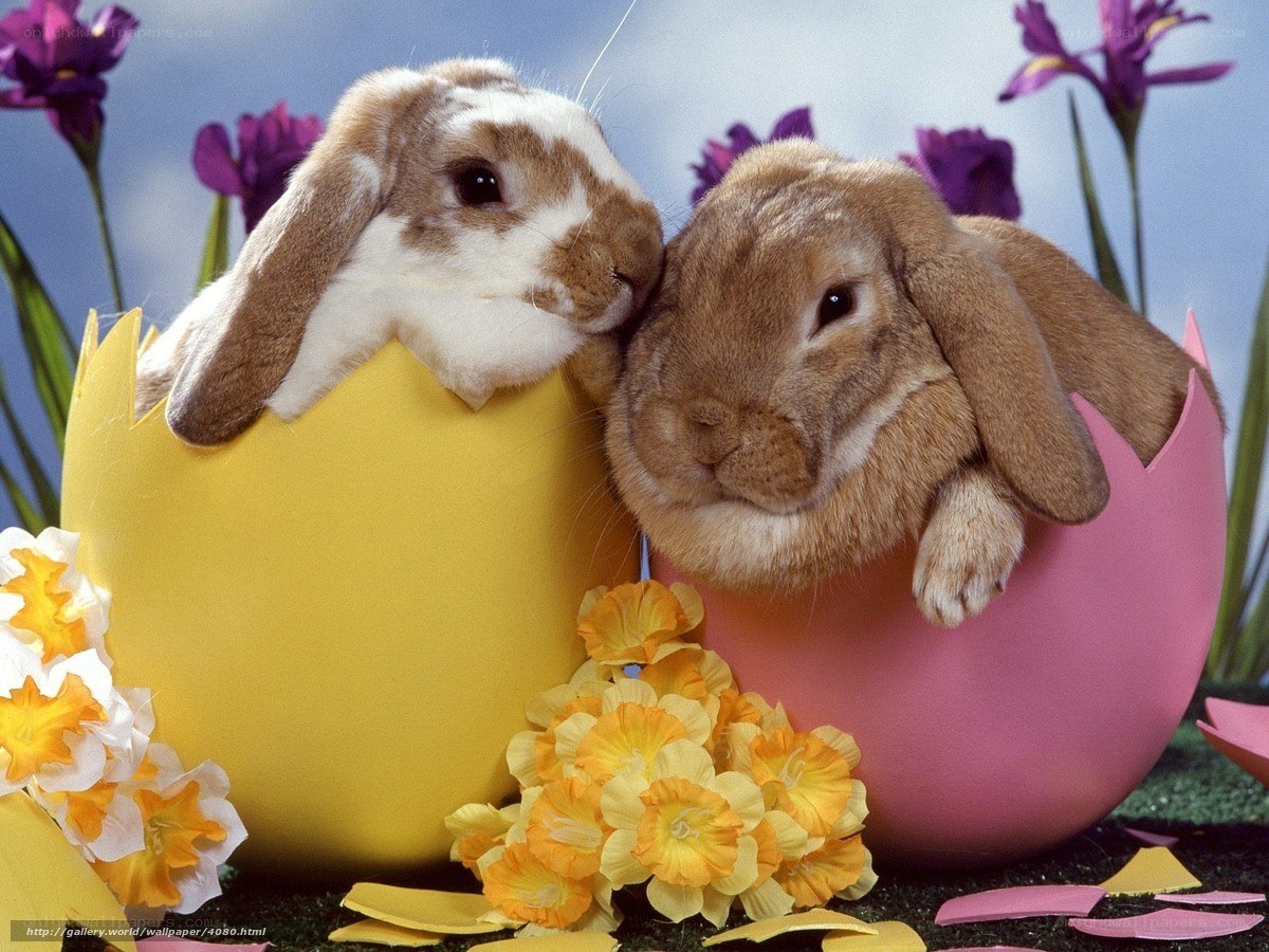 bunnies in Easter eggs
