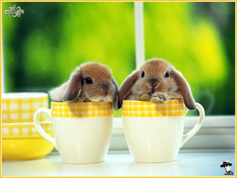 bunnies in teacups