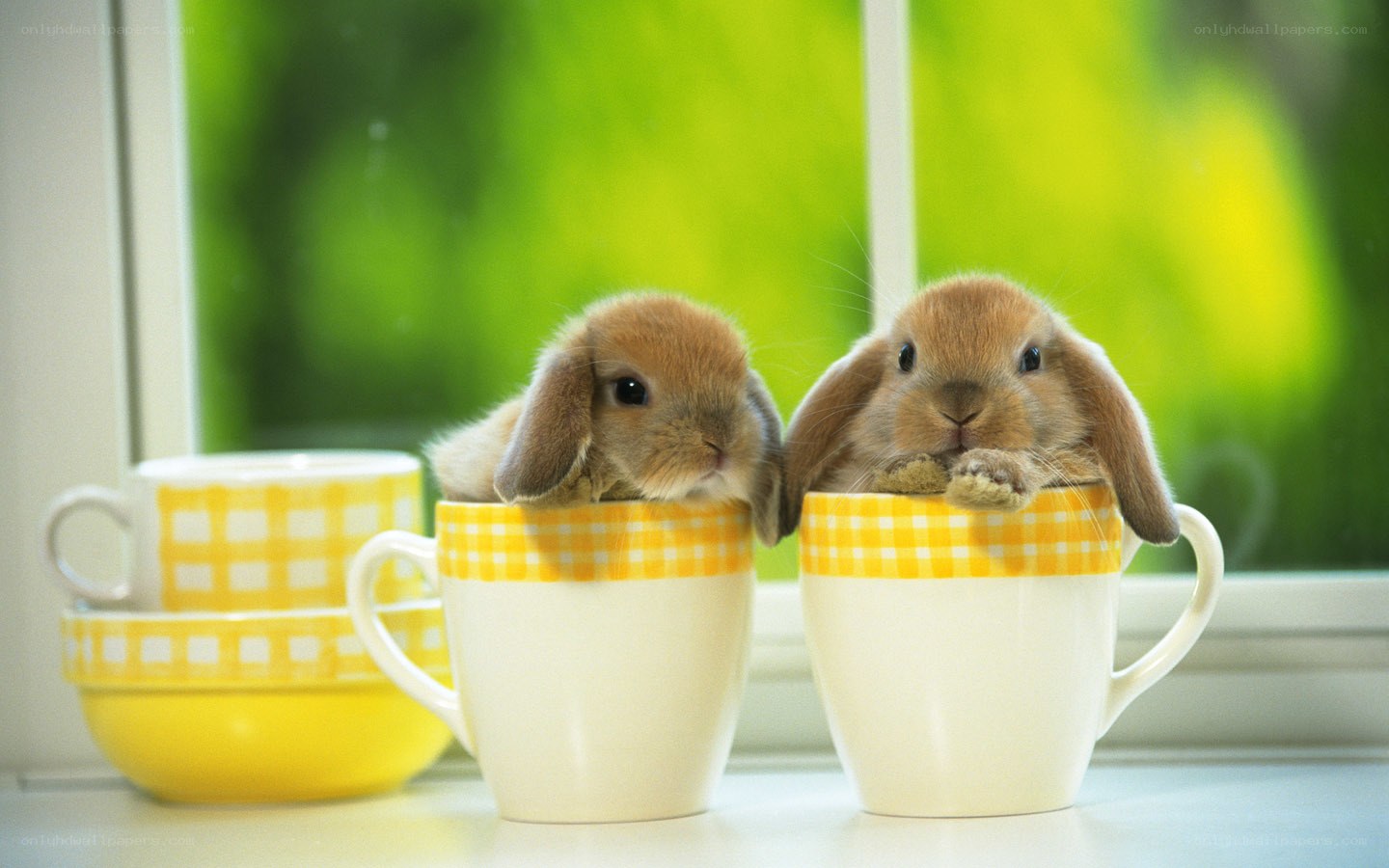 bunnies in teacups