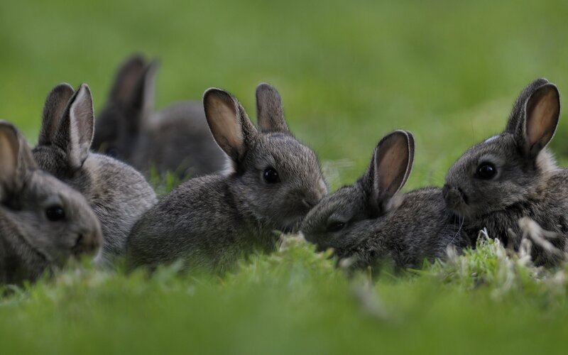 bunnies in the grass