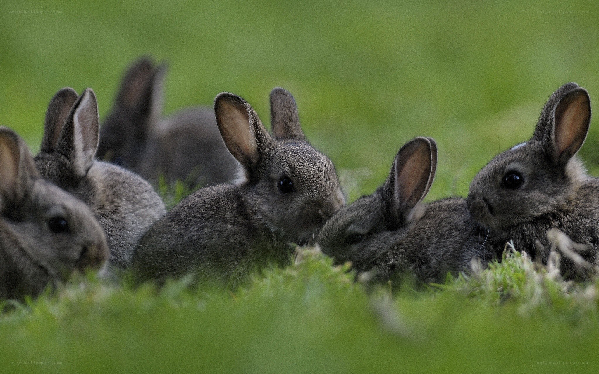 bunnies in the grass