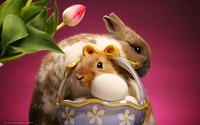 bunnies with easter egg