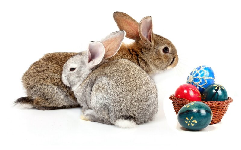 bunnies with easter eggs