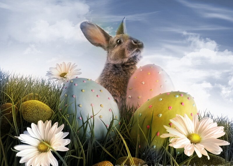 Bunny Among Eggs