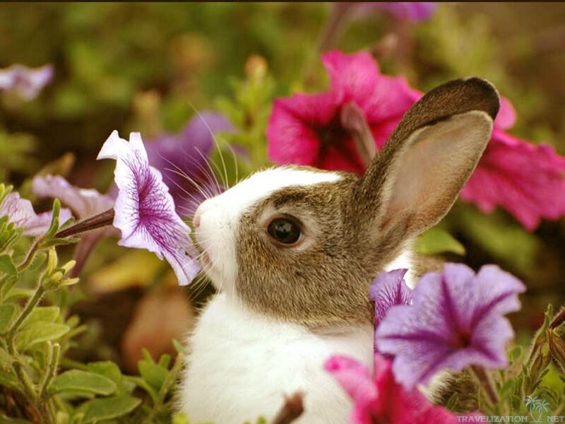 Bunny Among Flowers — Purple