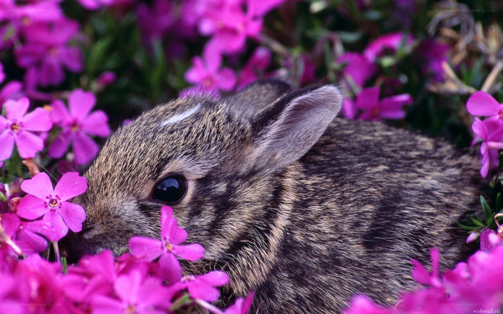 bunny among pink flowers