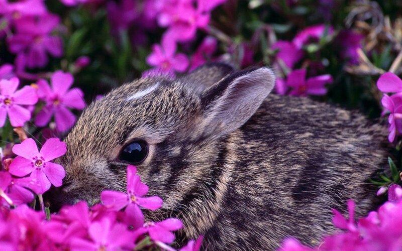 bunny among pink flowers