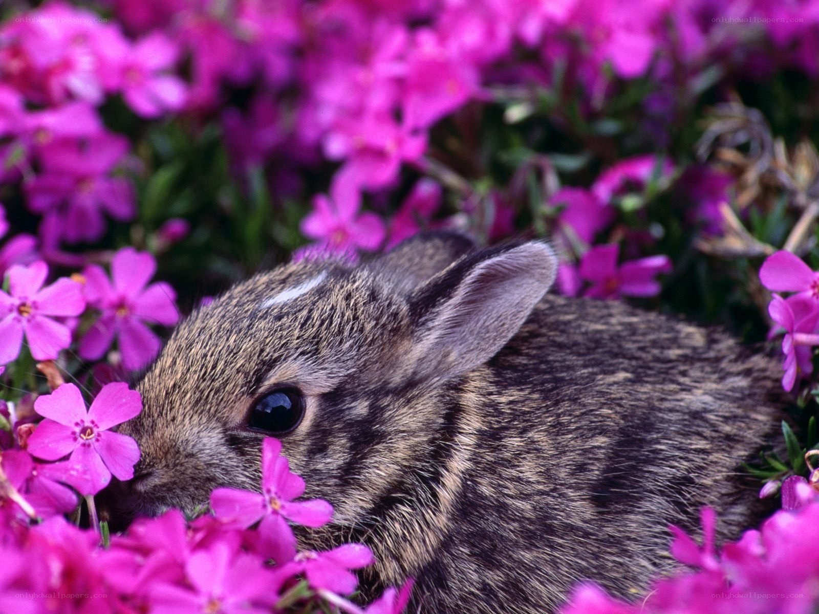 bunny among pink flowers