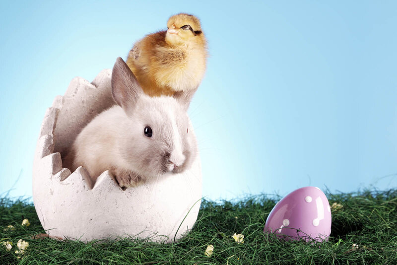 Bunny and Chick in Egg