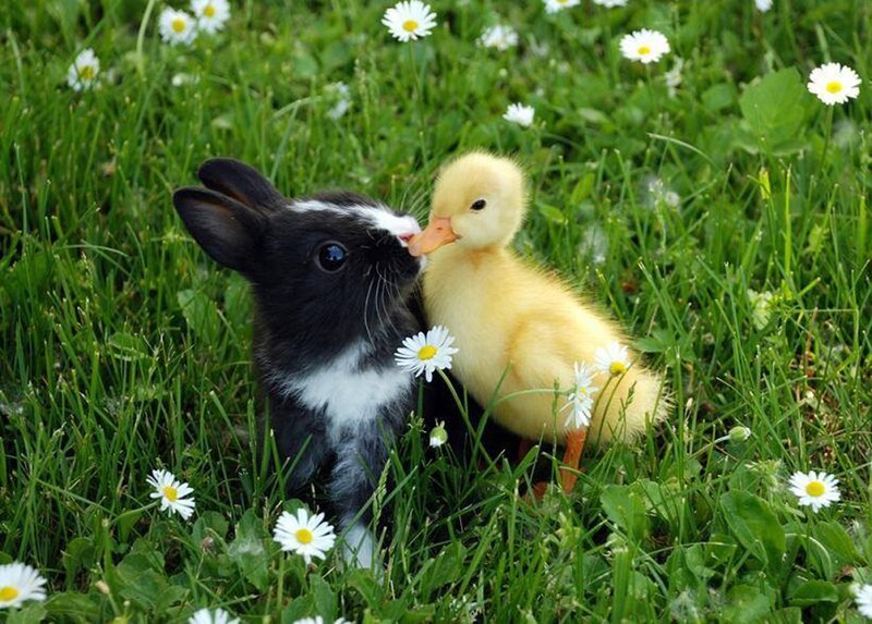 Bunny and Duckling — Green, Peaceful