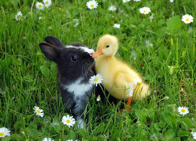 Bunny and Duckling