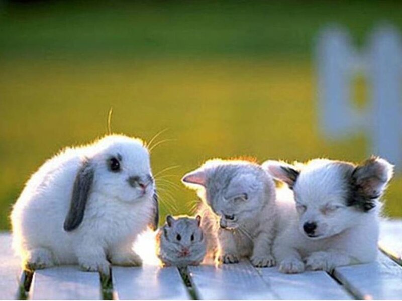 Bunny and Kittens