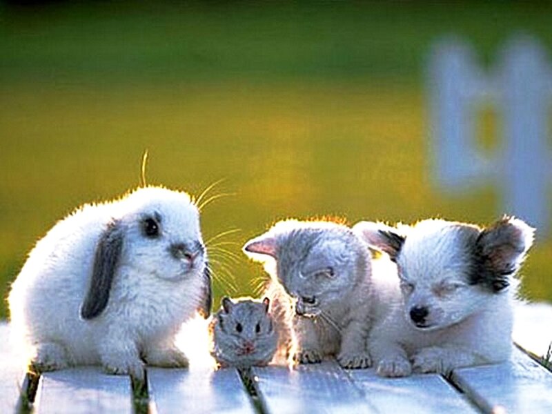 Bunny and Puppies