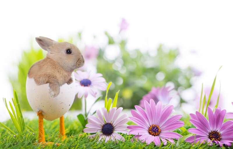 Bunny Hatching from Egg — Green, Playful