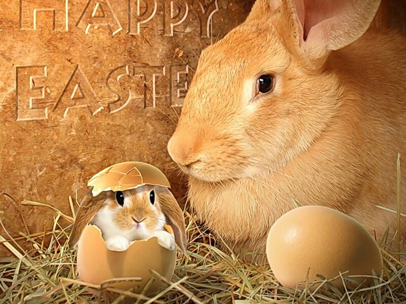 Bunny Hatching from Egg
