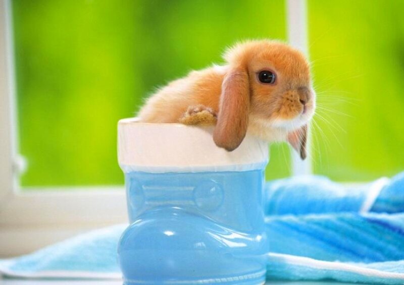bunny in a boot