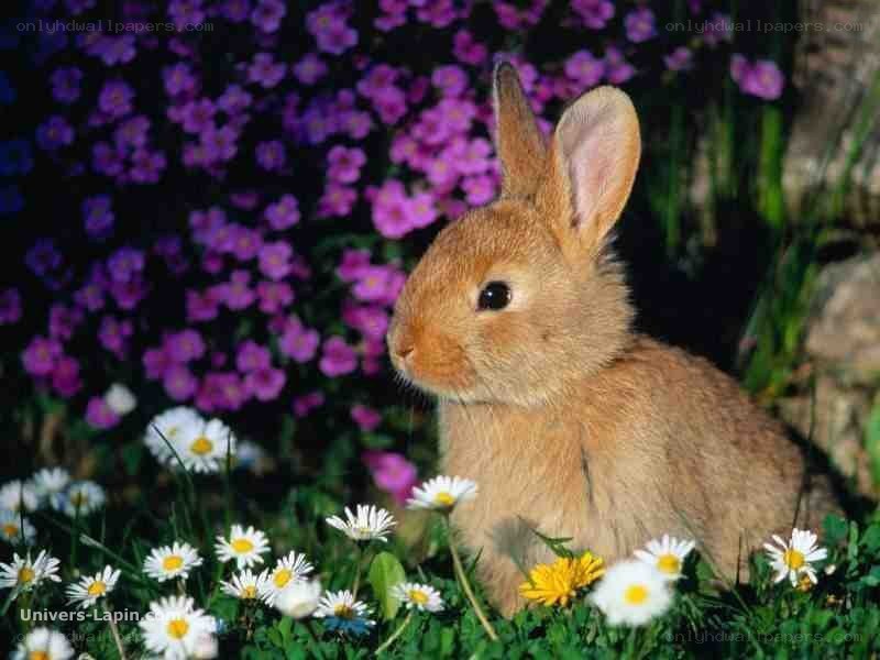 bunny in a flower field