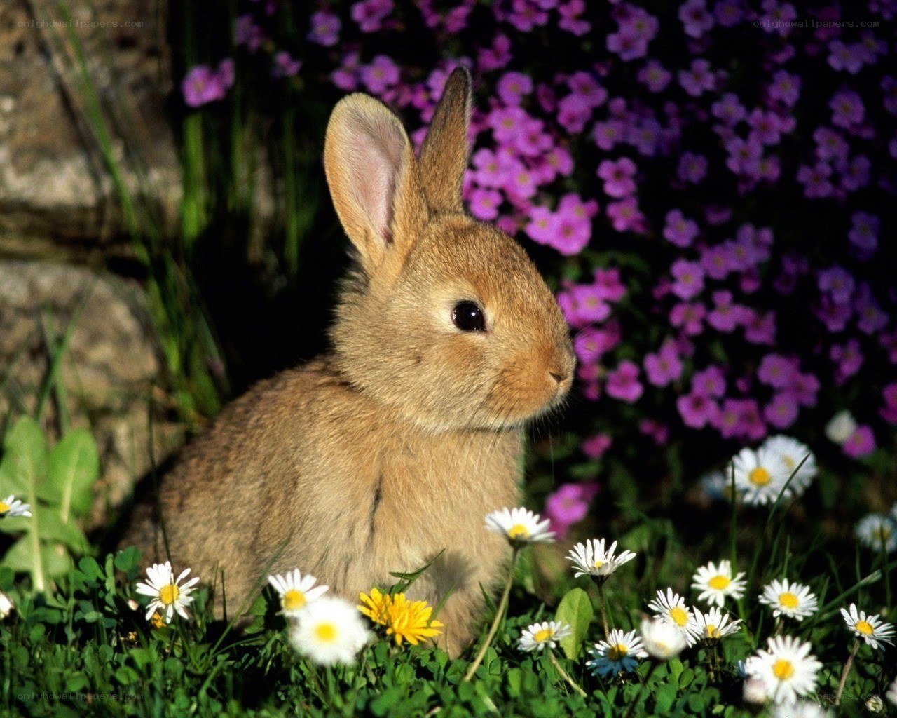 Bunny in a flower garden