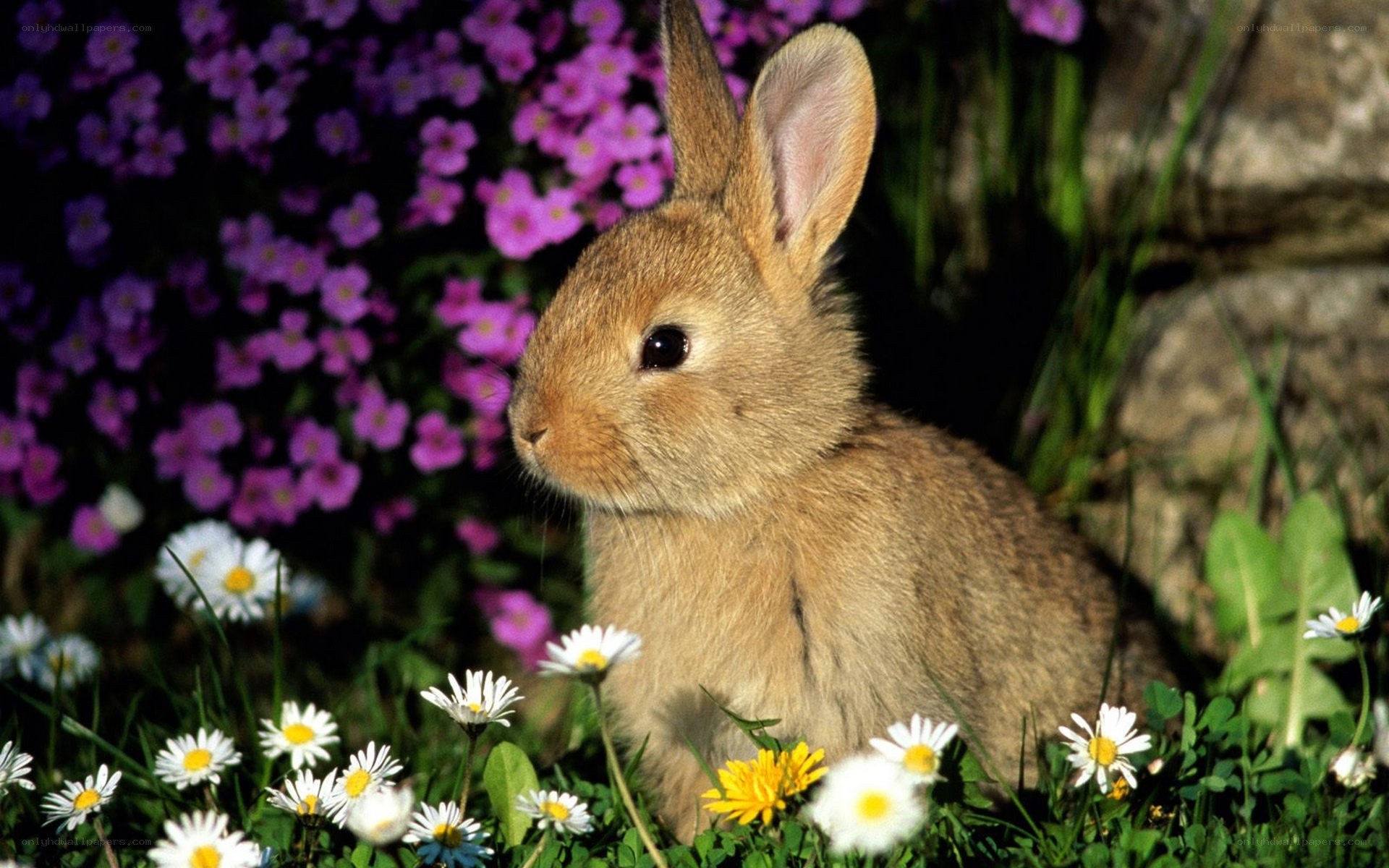 bunny in a flower garden