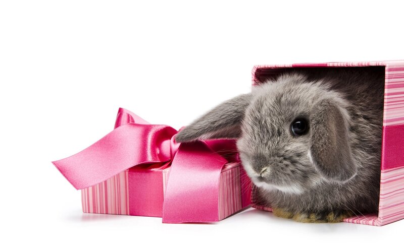 bunny in a gift box