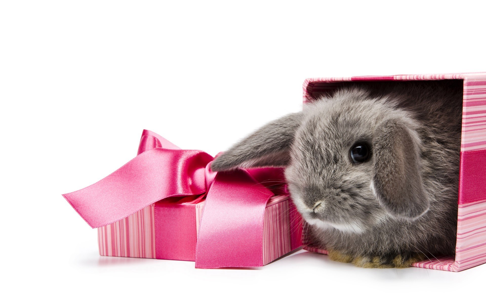 bunny in a gift box
