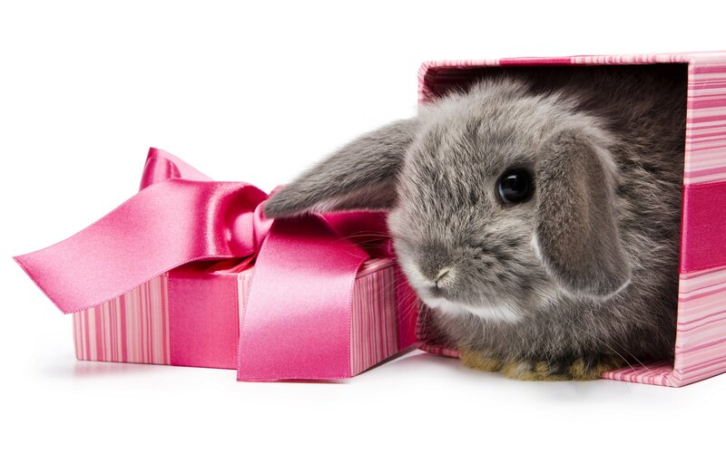 bunny in a gift box
