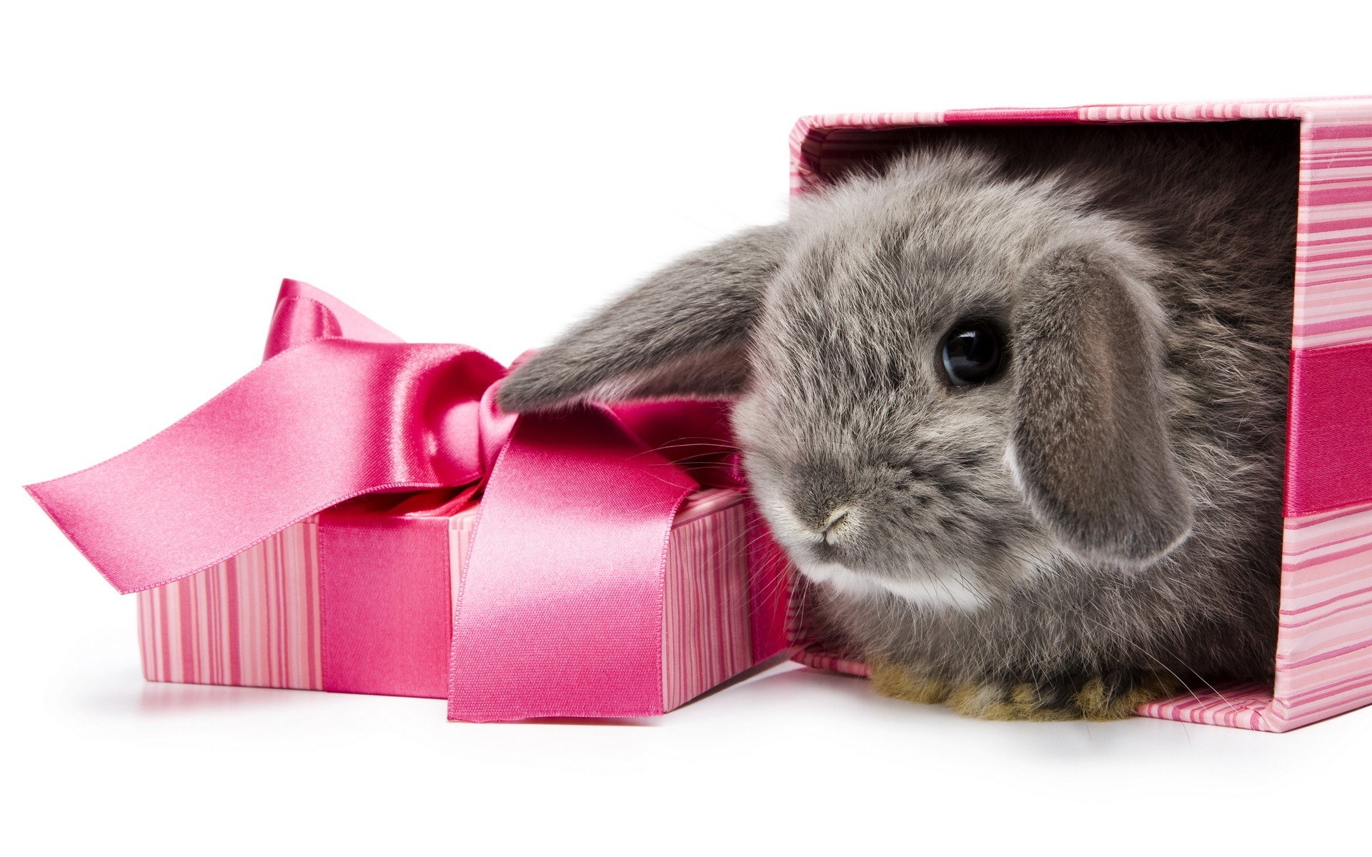 bunny in a gift box