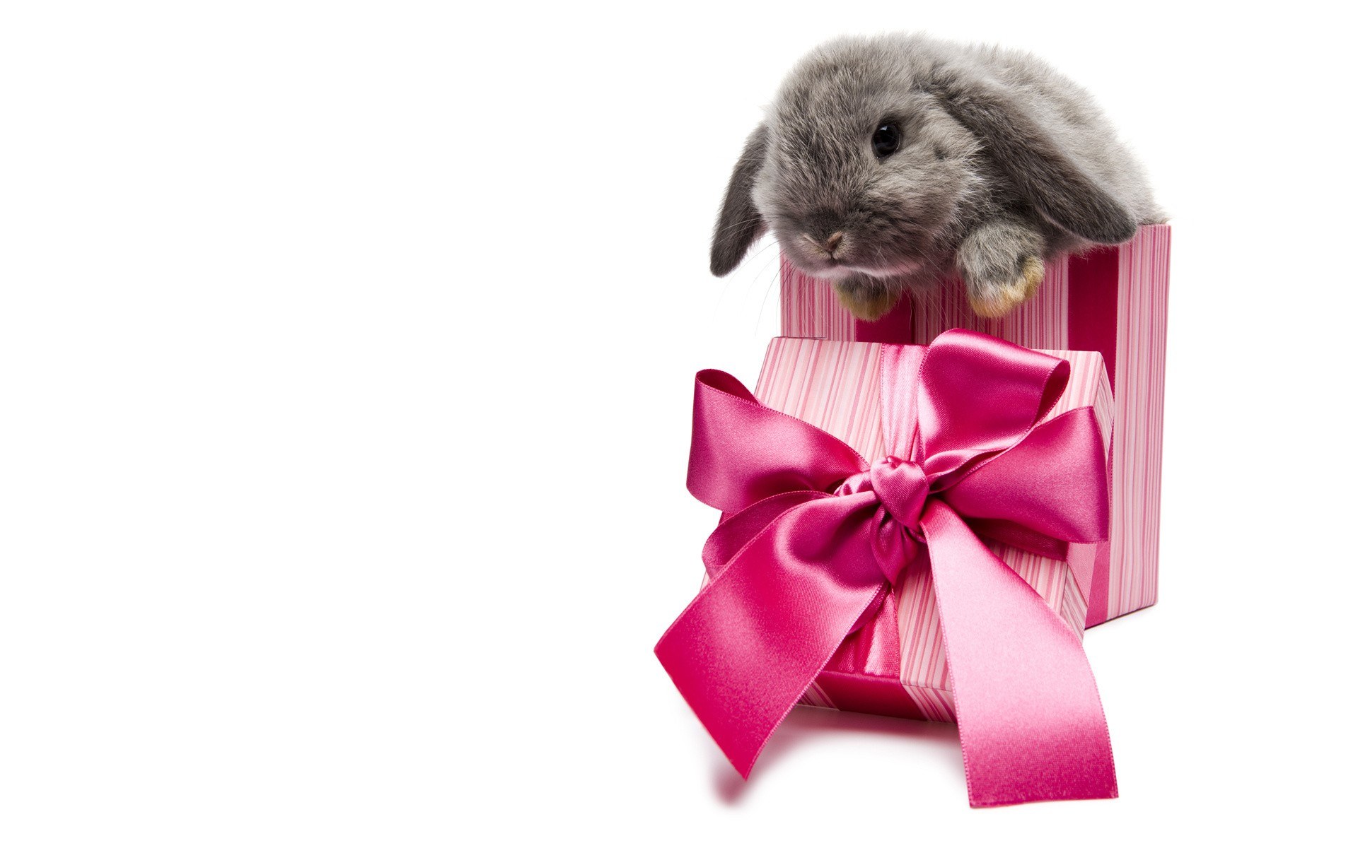 bunny in a gift box