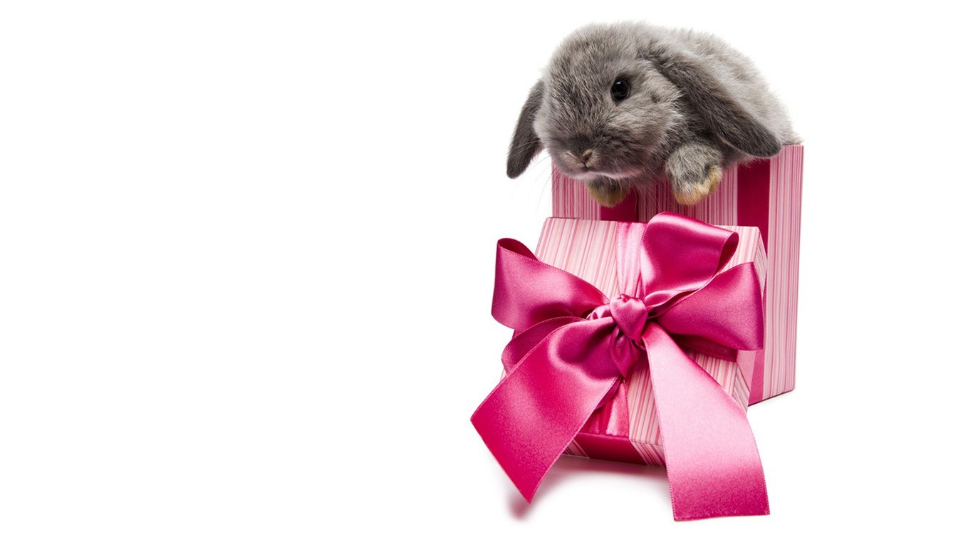 bunny in a gift box