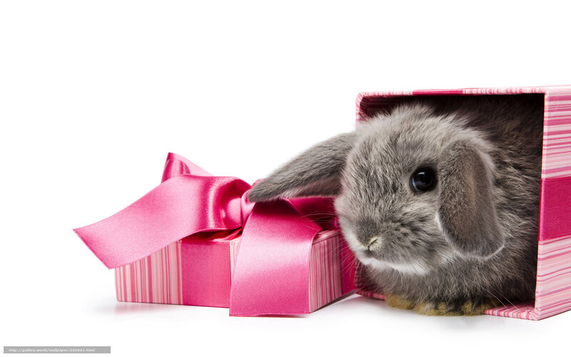 bunny in a gift box