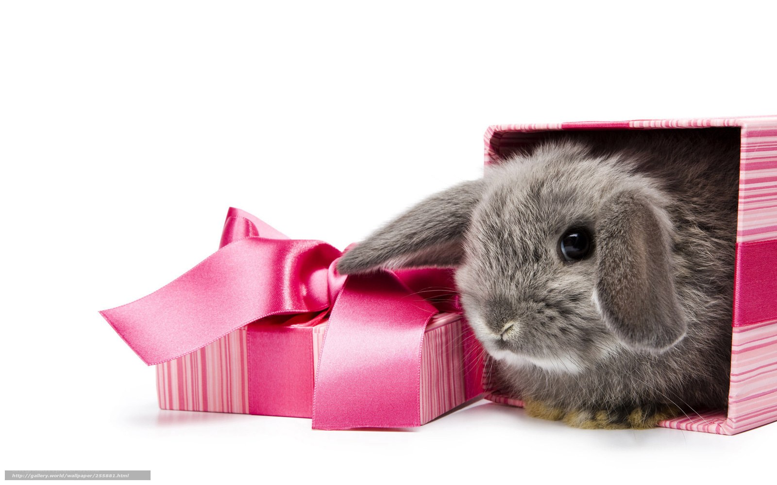 bunny in a gift box